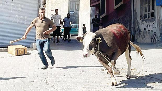 Bir kurban klasiği... Kaçan boğa kovalamaca