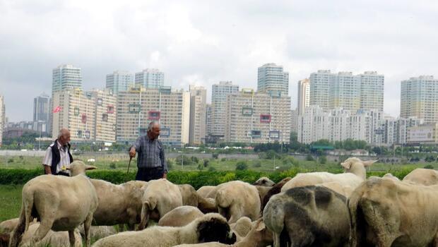 "Burası İstanbul'un ortasında bir yayla"