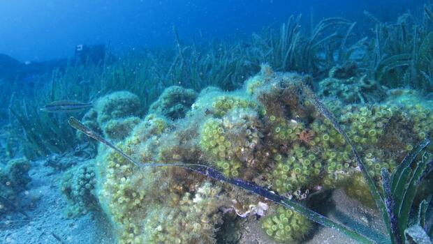 Taş mercanlar yok olma tehlikesi ile karşı karşıya