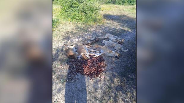 Bolu'da korkunç olay! 6 köpek zehirlenmiş halde ölü bulundu