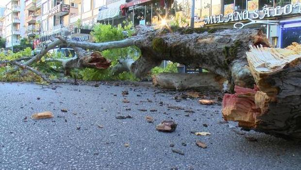 Bursa'da 200 yıllık çınar devrildi: Cadde ulaşıma kapandı