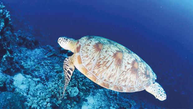 Caretta caretta besleyene 244.000 lira ceza