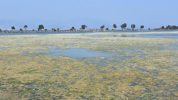 Deniz marulu ciddi oranda arttı! 'İzmir Körfezi risk altında'