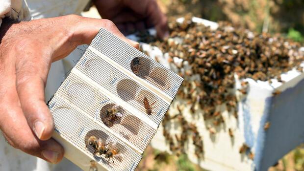 Bakanlık duyurdu! Arılara verdiği zararla gündeme gelen 2 pestisitin kullanımı sonlandırılacak