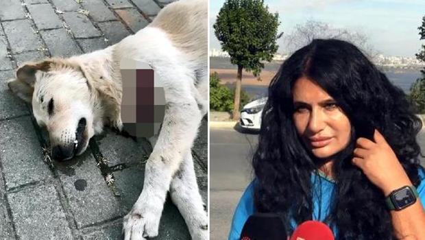 Avcılar'da vahşet! Bir köpek ve kedi bıçaklanarak öldürüldü