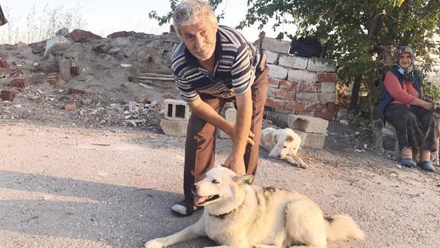 Köpek beslerken başından vuruldu