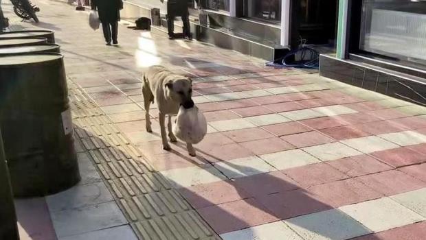 Anne köpeğin şefkati! Görenleri duygulandırdı