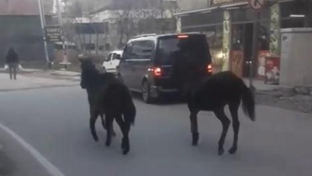 Başıboş atlar sürücülere zor anlar yaşattı