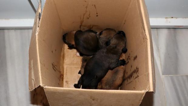 Bunun adı vicdansızlık! Çöp konteynerinde 5 yavru köpek bulundu