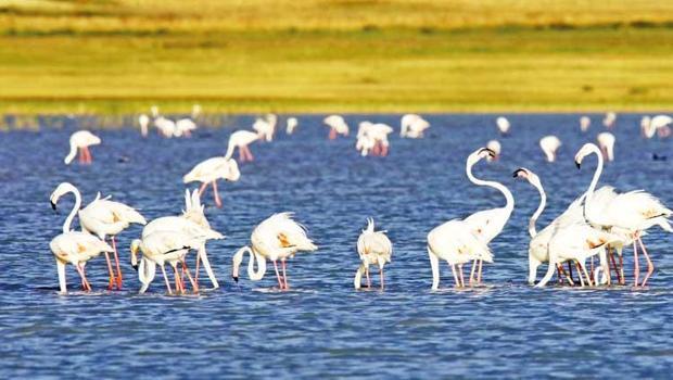 Flamingolar bu yıl göç etmedi