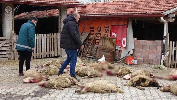 Kütahya'da sokak köpekleri dehşet saçtı! 22 koyun telef oldu