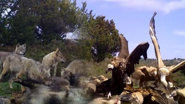 Anadolu'daki vahşi yaşam fotokapanla görüntülendi