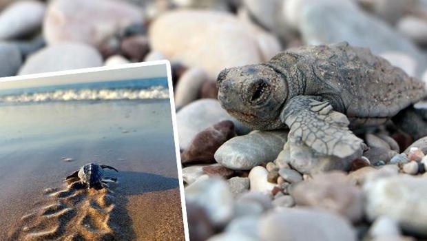 Antalya'da deniz kaplumbağalarının yeni yuvalama sezonu için tedbirler alındı