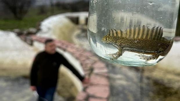 Bartın'da süs havuzunda 30 su semenderi bulundu