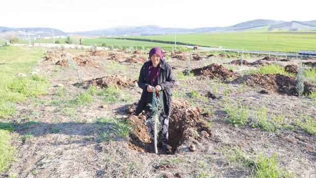 Eşi kollarında ölen Leyla yaşama zeytin fidanlarıyla tutundu