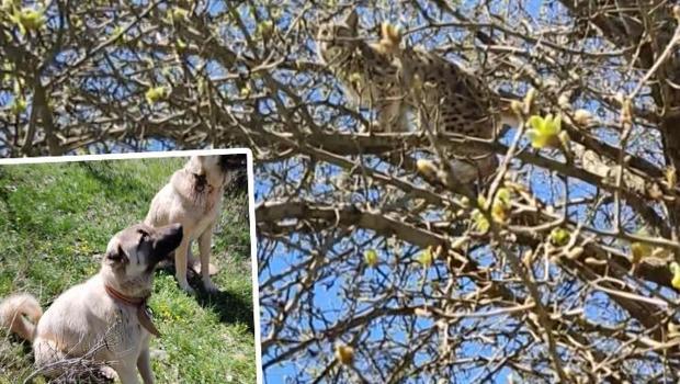 Sivas'ta vaşak, kendisini kovalayan Kangal köpeklerinden ağaca tırmanarak kurtuldu