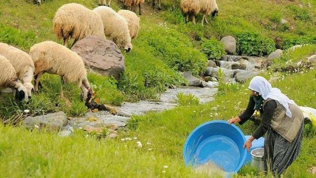 Çoban maaşları şaşkına çeviriyor: Bu paraya rağmen eleman bulamıyorlar