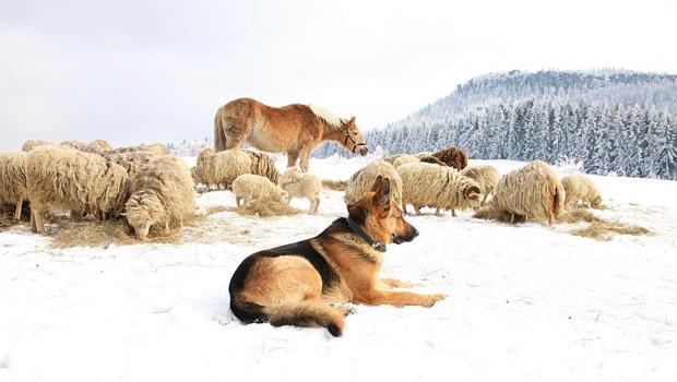 Köylerde çoban köpeklerinin yavruları şehirlere atılıyor