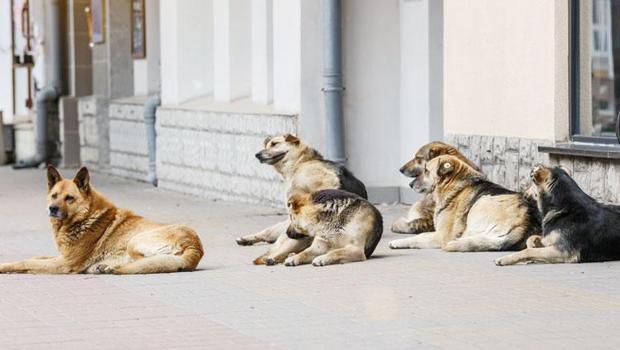 Sokak köpeği tartışmasına uzman bakışı... ‘Sürüleşme’ önlenmeli