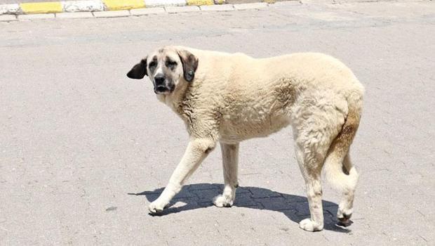 AK Parti’den sokak hayvanları açıklaması... ‘Ötenazi‘ teklifi yolda