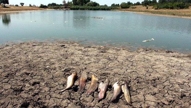 Edirne'de tehlike: Neredeyse gölde canlı balık kalmadı