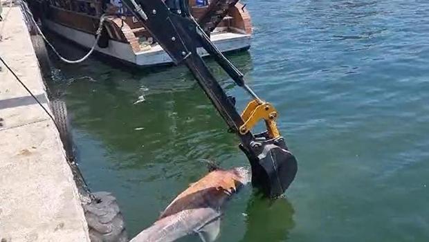 Kıyı temizliğinde ölü olarak bulundu: Tam 3 metre