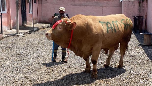 Tam 1 ton 150 kilo! 'Şahmurat' 300 bin liraya satıldı