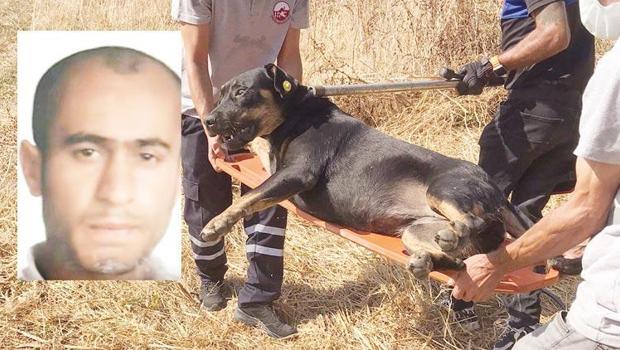 Ayhan’ı öldüren köpekler toplandı