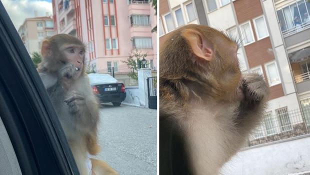 Çorum'da maymunun ısırdığı bir kişi yaralandı