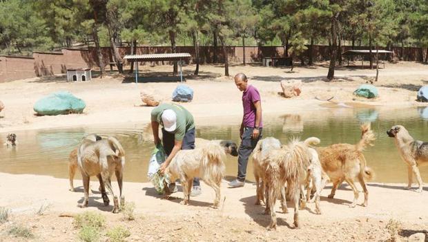 Örnek sokak hayvanları uygulaması: Sosyal medyada sahip arıyorlar