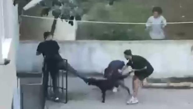 Maltepe'de pitbull dehşeti kamerada