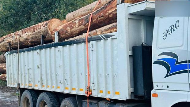 2 ay boyunca ormanı talan edip ağaçları satmışlar! Savcılık harekete geçti