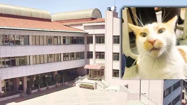 Kedi Faruk'un camdan itilmesine ilişkin davada 3 yıla kadar hapis istemi