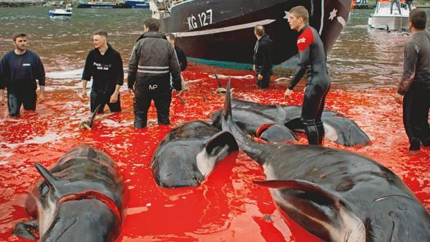 Balina avı COP29 gündeminde: Katliamı durdurun