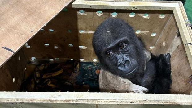 Goril yavrusu buradan gönderilmiş... Kaçakçılık piyasasındaki değeri milyon dolarları buluyor