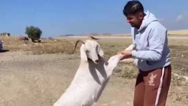 Ankara'da barınaktan çalınan hamile keçiler, kasapta kesilmiş bulundu