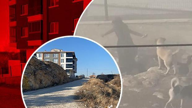 Ankara'da dehşete düşüren görüntü! Sokak köpekleri, İpek Kaya'ya saldırdı