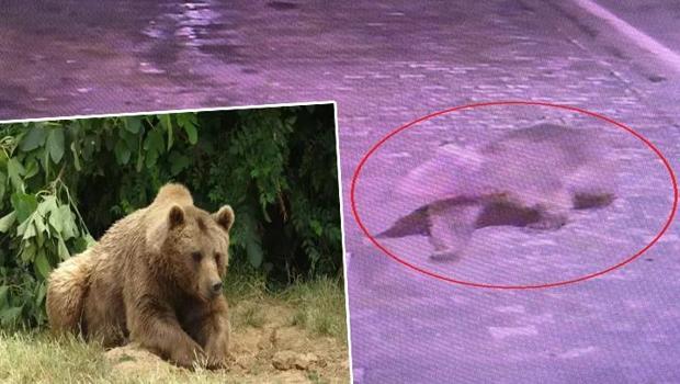 Bursa'da kaçan bozayı her yerde aranıyor! 'Hiçbir ize rastlanmadı!