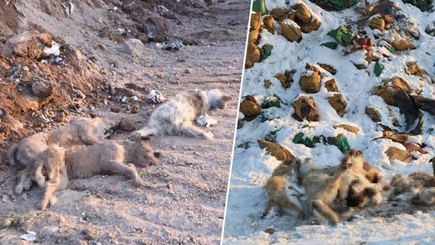 Yüksekova'da kahreden görüntü! Kül dökülen alanda 20 köpek ölü bulundu