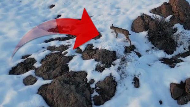 Bayburtlu vatandaş karlı arazide karşılaştı, hayranlıkla kayda aldı: Harika bir hayvan