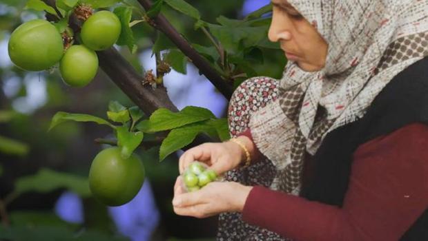 İlk erik hasadı yapıldı... Fiyatı 'yok artık' dedirtiyor! Sayarak paketliyorlar