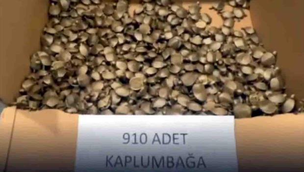 Sarp Gümrük Kapısı'nda 910 su kaplumbağası ele geçirildi
