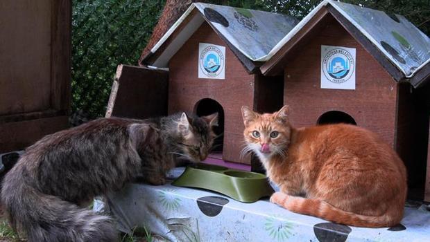 Trabzon'da 'Kedi Köyü'nün sınırları genişledi, misafirleri arttı