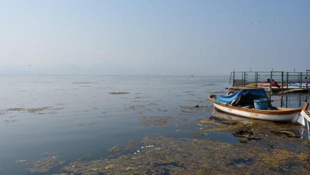 İzmir Körfezi'ni deniz marulu kapladı