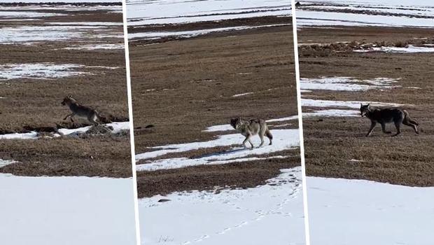 Karlı arazide yalnız başına ilerliyordu... Ardahan'da bir sürücü fark etti, hemen kayda aldı
