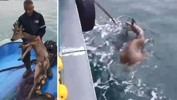 Köpeklerin saldırısından kaçarken denize düştü! Karaca balıkçılar tarafından kurtarıldı