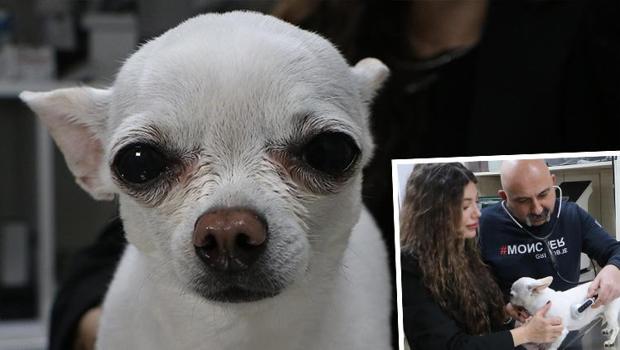 Sahibi artık uyku uyuyamaz hale gelmişti... Ameliyat olan köpek sağlığına kavuştu
