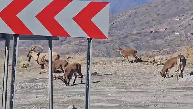 Sürücüleri şaşkına çeviren manzara: Sürü halinde kara yoluna indiler