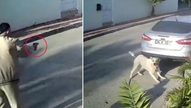 Antalya'da vahşet! Köpeği 3 el ateş ederek öldürdü