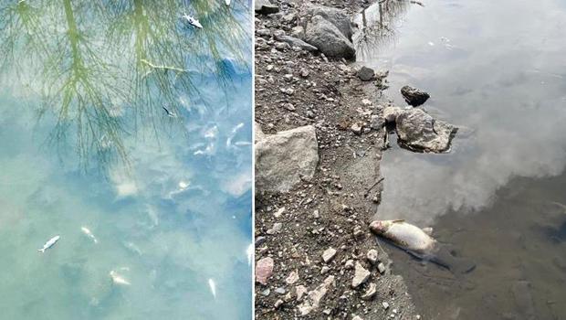 Yeşilırmak Nehri'nde balık ölümleri
